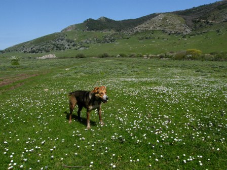 Passeggiate orchidologiche 2013